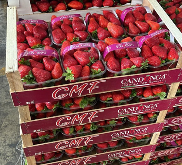 Fragola Candonga - Basilicata - 2,50/3 euro al chilogrammo